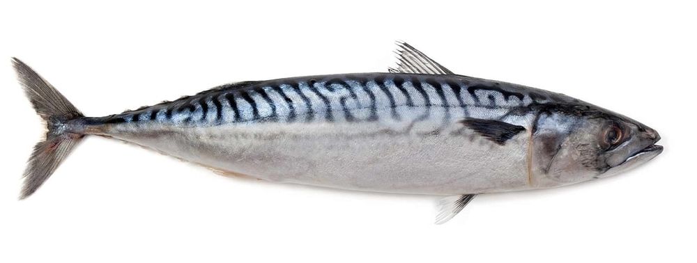 Atlantic mackerel from the fish for tomorrow quick fish guide