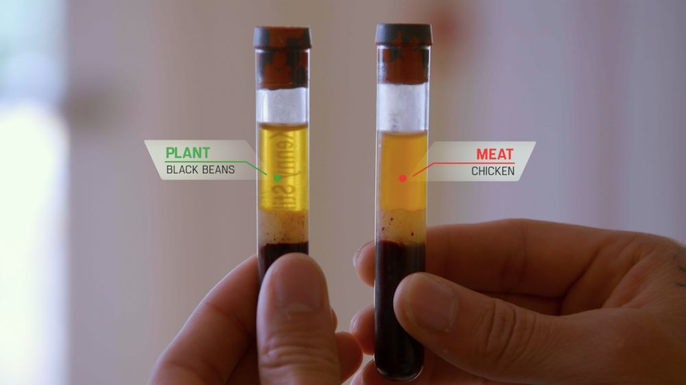 A blood sample taken from an athlete who ate a plant-based diet one day; and an animal protein diet another day.