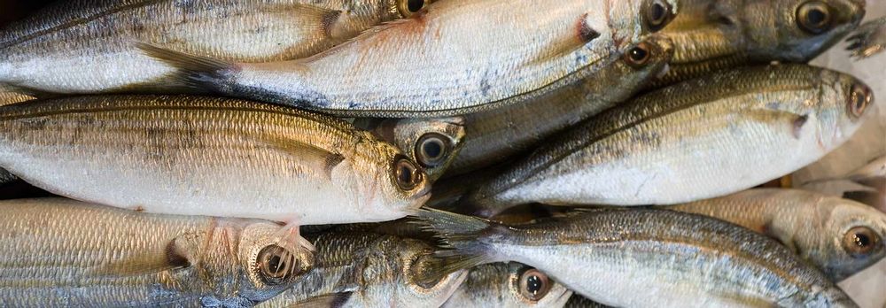 fish for tomorrow's guide to bogue from their quick fish guide on their website