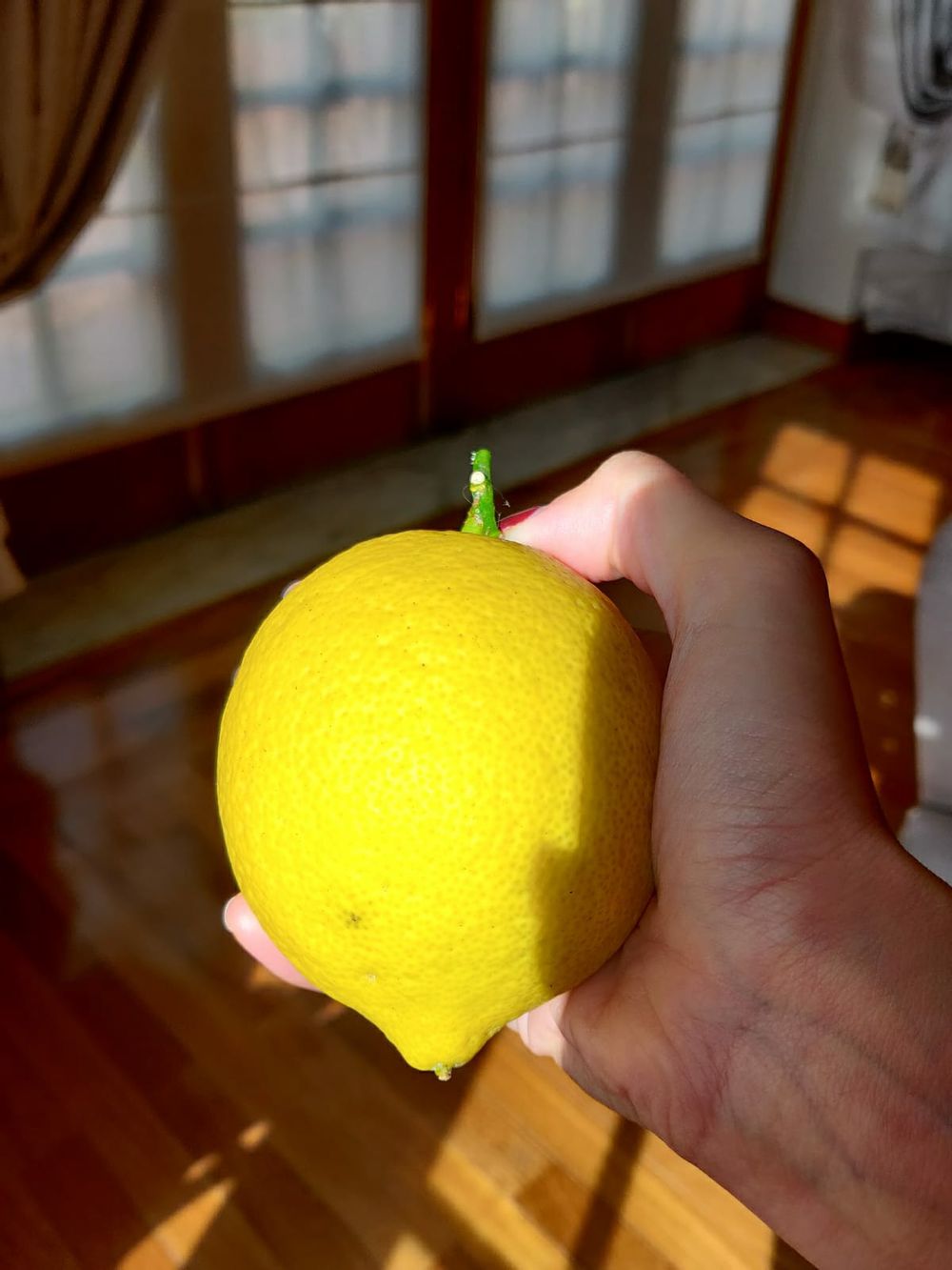 A picture of a lemon being held by sarah.proof