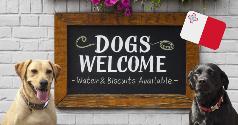 Here is a list of Malta's best dog friendly restaurants, for the pups!🐕